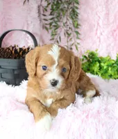 Cavapoo Female #6, a female Cavapoo for sale in Orlando, FL – 3 of 5