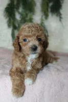 Mini Poodle Female #3, a female Poodle - Miniature  for sale in Orlando, FL – 3 of 3