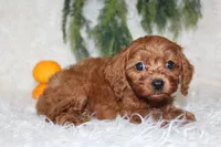 F1B Cavapoo Male #4, a male Cavapoo for sale in Orlando, FL – 3 of 4