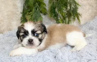 Shihtzu female #1, a female Shih Tzu for sale in Orlando, FL – Photo 5 of 5