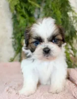 Shihtzu female #1, a female Shih Tzu for sale in Orlando, FL – Photo 4 of 5