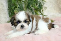 Shihtzu female #1, a female Shih Tzu for sale in Orlando, FL – Photo 2 of 5