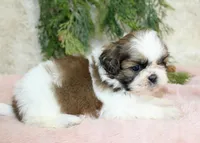 Shihtzu female #1, a female Shih Tzu for sale in Orlando, FL – Photo 3 of 5