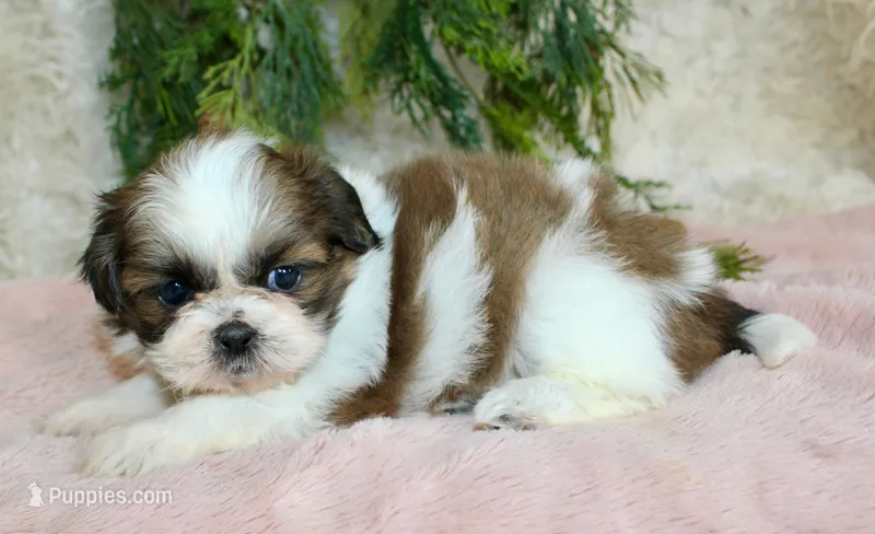 Shihtzu female #1 – Shih Tzu puppy for sale in Orlando, FL