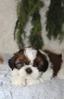 Shihtzu Male #2, a male Shih Tzu for sale in Orlando, FL – 3 of 5
