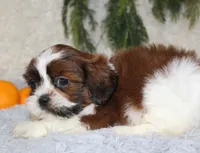 Shihtzu Male #1, a male Shih Tzu for sale in Orlando, FL – 2 of 3