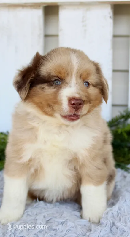 Male Mini Aussie – Miniature American Shepherd puppy for sale in Orlando, FL