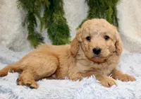 F1B Mini Male #3, a male Miniature Goldendoodle for sale in Orlando, FL – 1 of 4