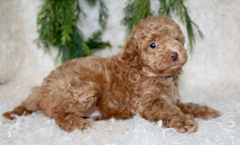 Toy Poodle Male – Poodle - Toy  puppy for sale in Orlando, FL