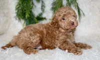 Toy Poodle Male, a male Poodle - Toy  for sale in Orlando, FL – 1 of 5