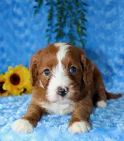 Cavapoo Male #1, a male Cavapoo for sale in Orlando, FL – 1 of 5