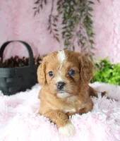 Cavapoo Female #4, a female Cavapoo for sale in Orlando, FL – 4 of 5