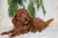 Cavapoo Male #4, a male Cavapoo for sale in Orlando, FL – 3 of 3