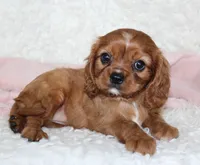 Cavalier Female #1, a female Cavalier King Charles Spaniel for sale in Orlando, FL – 2 of 4