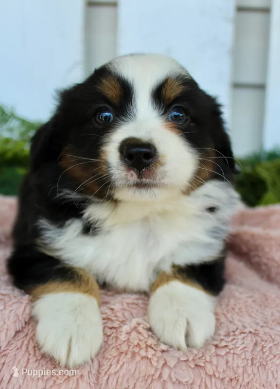 Female Mini Aussie #2 – Miniature American Shepherd puppy for sale in Orlando, FL