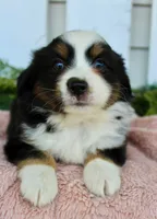 Female Mini Aussie #2, a female Miniature American Shepherd for sale in Orlando, FL – 1 of 4