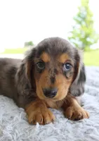 Mini Dachshund Male, a male Miniature Dachshund for sale in Orlando, FL – 2 of 4