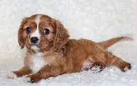 Cavalier Male #2, a male Cavalier King Charles Spaniel for sale in Orlando, FL – 1 of 5
