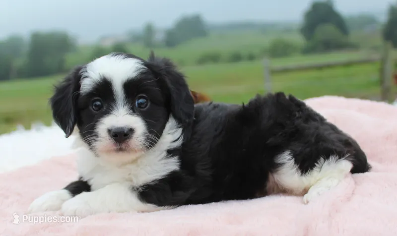 Toy Aussiedoodle Female #1 – Miniature Aussiedoodle puppy for sale in Orlando, FL