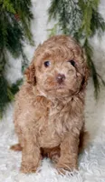 Toy Poodle Male, a male Poodle - Toy  for sale in Orlando, FL – 2 of 5