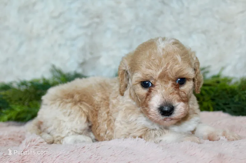 Bichpoo Female #2 – Poochon puppy for sale in Orlando, FL