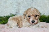 Bichpoo Female #2, a female Poochon for sale in Orlando, FL – 1 of 4