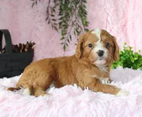 Cavapoo Female #6, a female Cavapoo for sale in Orlando, FL – 2 of 5