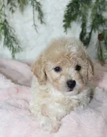 Bichpoo Female #2, a female Bichpoo for sale in Orlando, FL – 2 of 3