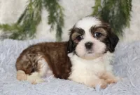 Shihtzu Male #2, a male Shih Tzu for sale in Orlando, FL – 2 of 5