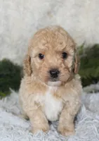 Bichpoo Male #2, a male Poochon for sale in Orlando, FL – 2 of 5