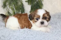 Male Shihtzu #3, a male Shih Tzu for sale in Orlando, FL – 5 of 6