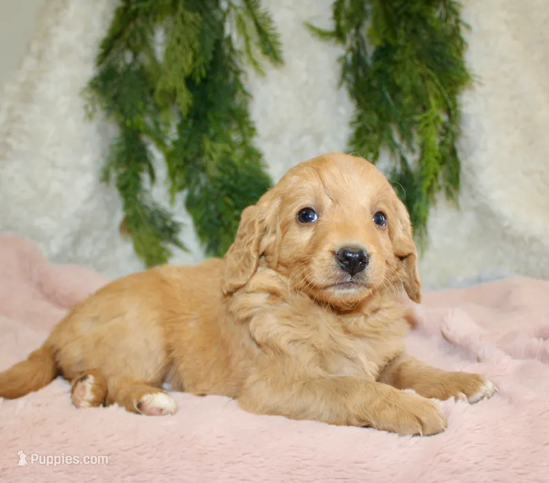F1B Mini Female #1 – Miniature Goldendoodle puppy for sale in Orlando, FL