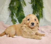 F1B Mini Female #1, a female Miniature Goldendoodle for sale in Orlando, FL – 1 of 5
