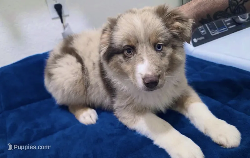 Male Mini Aussie – Miniature Australian Shepherd puppy for sale in Orlando, FL
