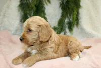 F1B Mini Female #2, a female Miniature Goldendoodle for sale in Orlando, FL – 2 of 5