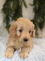 F1B Mini Male #1, a male Miniature Goldendoodle for sale in Orlando, FL – 3 of 5