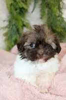 Havapoo female #2, a female Havapoo for sale in Orlando, FL – Photo 4 of 4