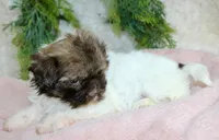 Havapoo female #2, a female Havapoo for sale in Orlando, FL – Photo 3 of 4