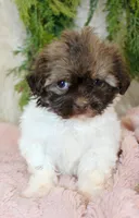 Havapoo female #2, a female Havapoo for sale in Orlando, FL – Photo 2 of 4