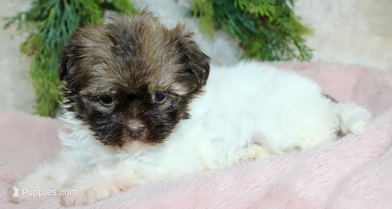 Havapoo female #2 – Havapoo puppy for sale in Orlando, FL