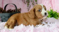 Cavapoo Female #7, a female Cavapoo for sale in Orlando, FL – 2 of 5