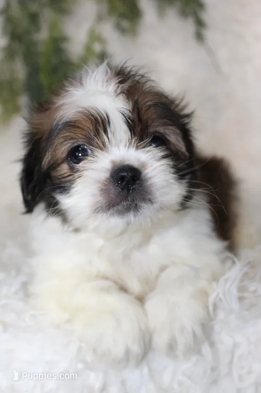 Shihtzu Male #2 – Shih Tzu puppy for sale in Orlando, FL