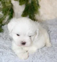 Male Maltese #1, a male Maltese for sale in Orlando, FL – 3 of 4