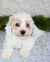 Bichpoo Male #1, a male Poochon for sale in Orlando, FL – Photo 3 of 4