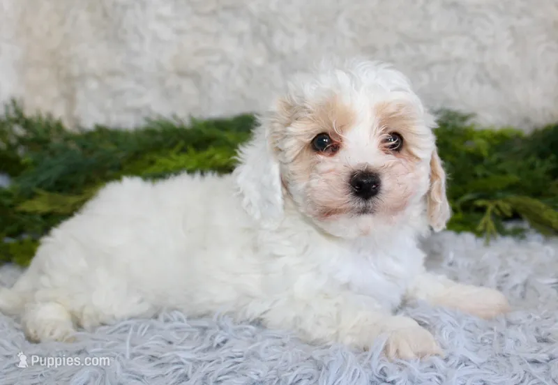 Bichpoo Male #1, a male Poochon for sale in Orlando, FL – Photo 1 of 4