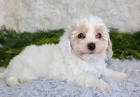 Bichpoo Male #1, a male Poochon for sale in Orlando, FL – Photo 1 of 4
