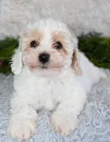Bichpoo Male #1, a male Poochon for sale in Orlando, FL – Photo 2 of 4