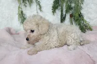 Bichpoo Female #4, a female Bichpoo for sale in Orlando, FL – 3 of 3