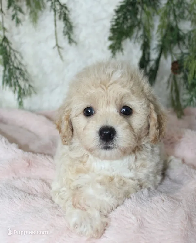 Bichpoo Female #2 – Bichpoo puppy for sale in Orlando, FL