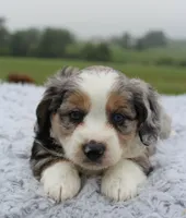 Toy Aussiedoodle Male #3, a male Miniature Aussiedoodle for sale in Orlando, FL – 4 of 5